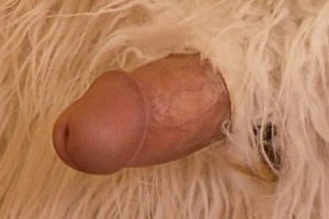 日本japanesebdsm捆绑
